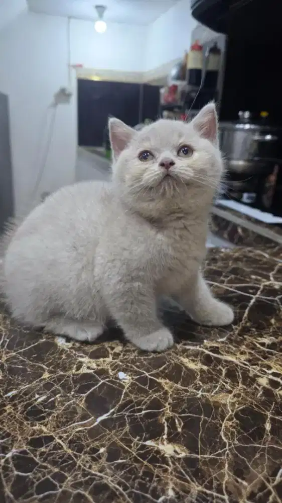 Kucing Birtish short hair kitten  lilac vaksin f1 dob 13 agustus 2025