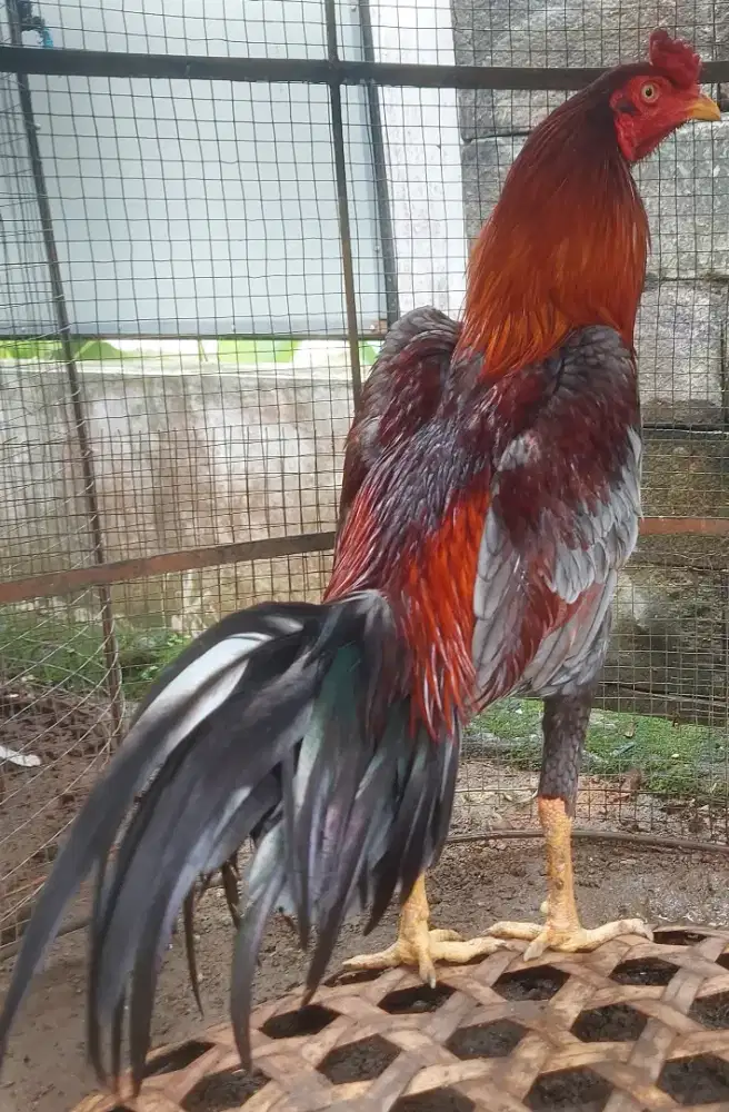 Ayam Pama silang BK - Tulang Ganda