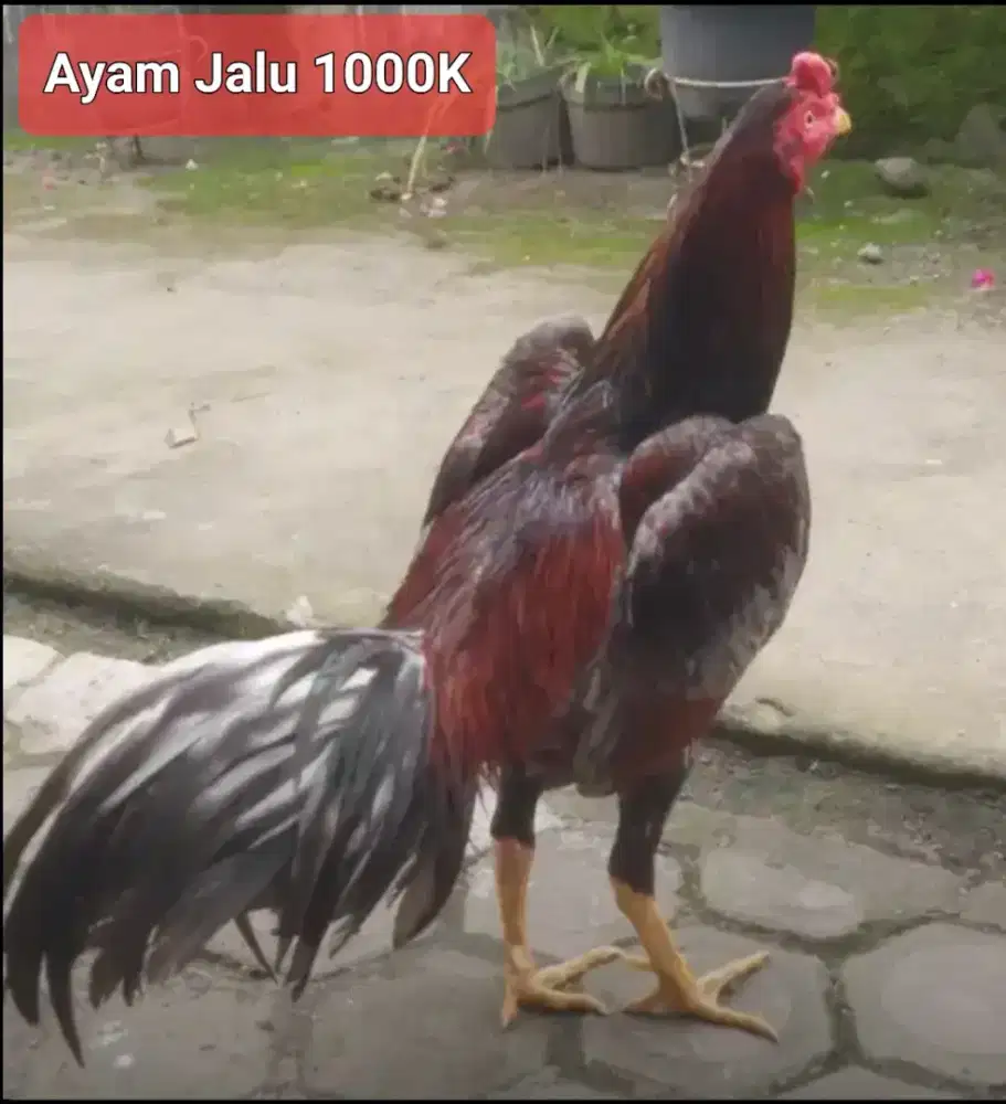 Ayam Jalu Kelabu Wisanggeni - Untuk jadi PACEK