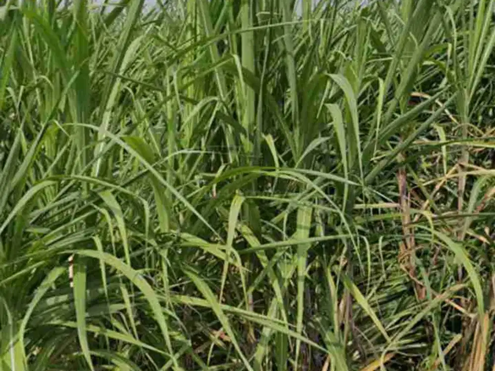 Lahan Pertanian luas 1,2 HA harga 85 Milyar di Ngasem, Kabupaten Kediri