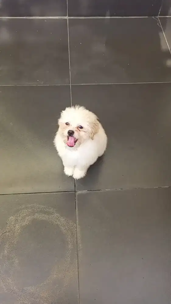 Puppy Shihtzu mix poodle