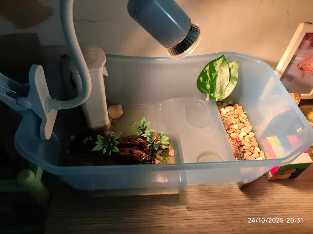 Turtle Tank and Kura2 Brasil RES