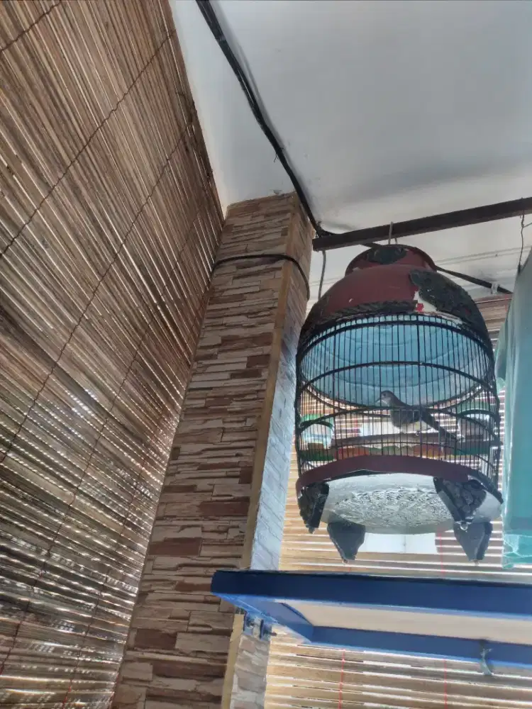 Perkutut cemani gacor