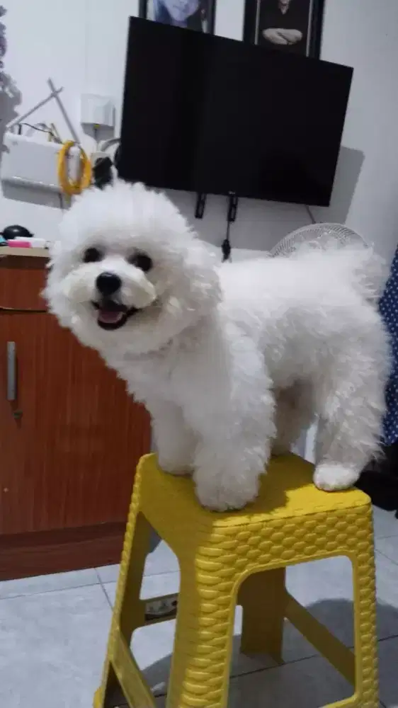 Pejantan Bichon Frise