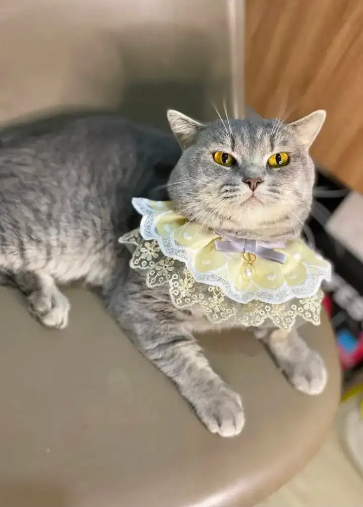 Bsh British short hair