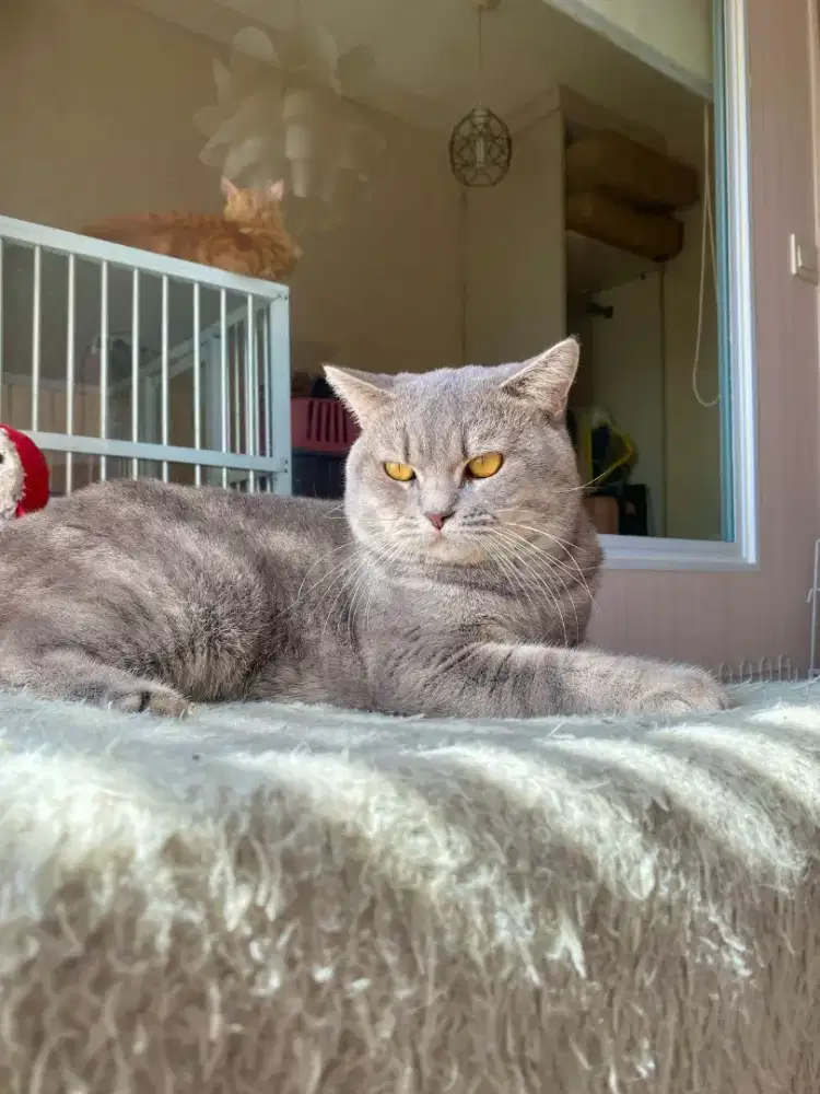 Bsh British short hair