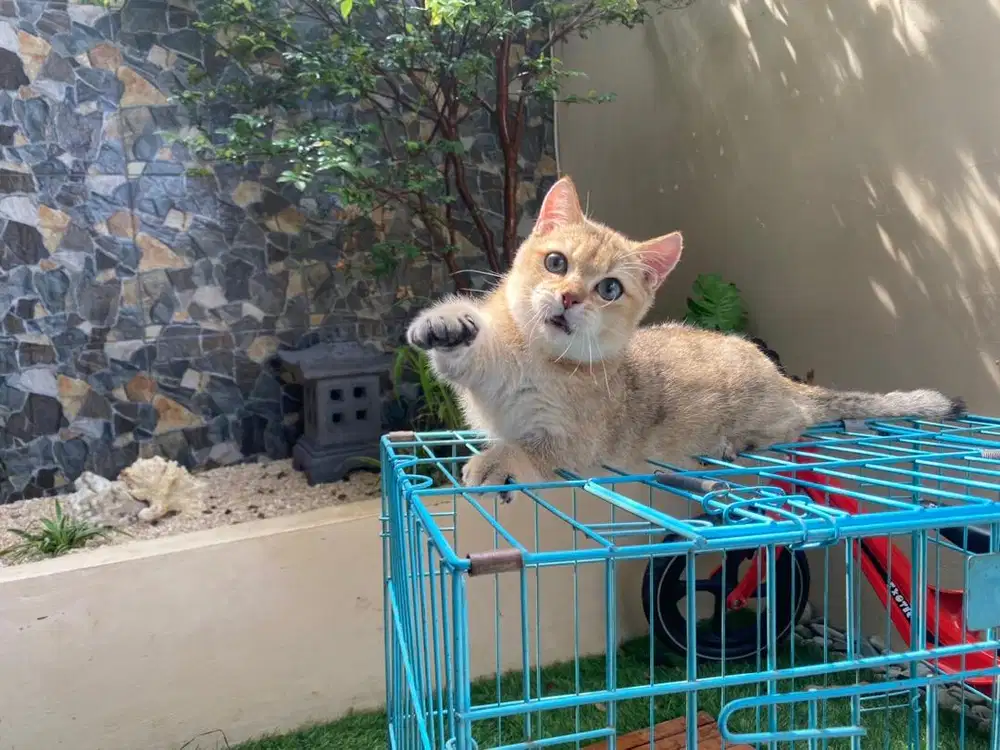 Munchkin ny11 golden cebol british shorthair golden