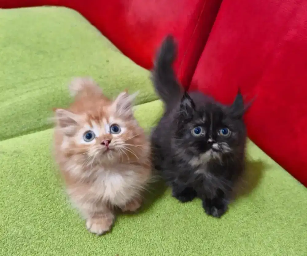 Munchkin Oyen dan Kinkalow