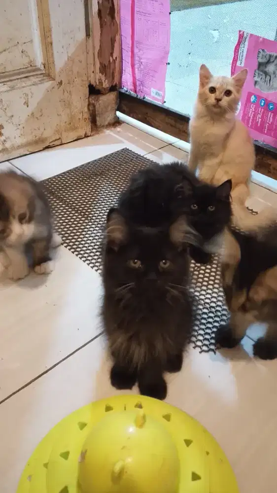 Kucing persia mix Maincone