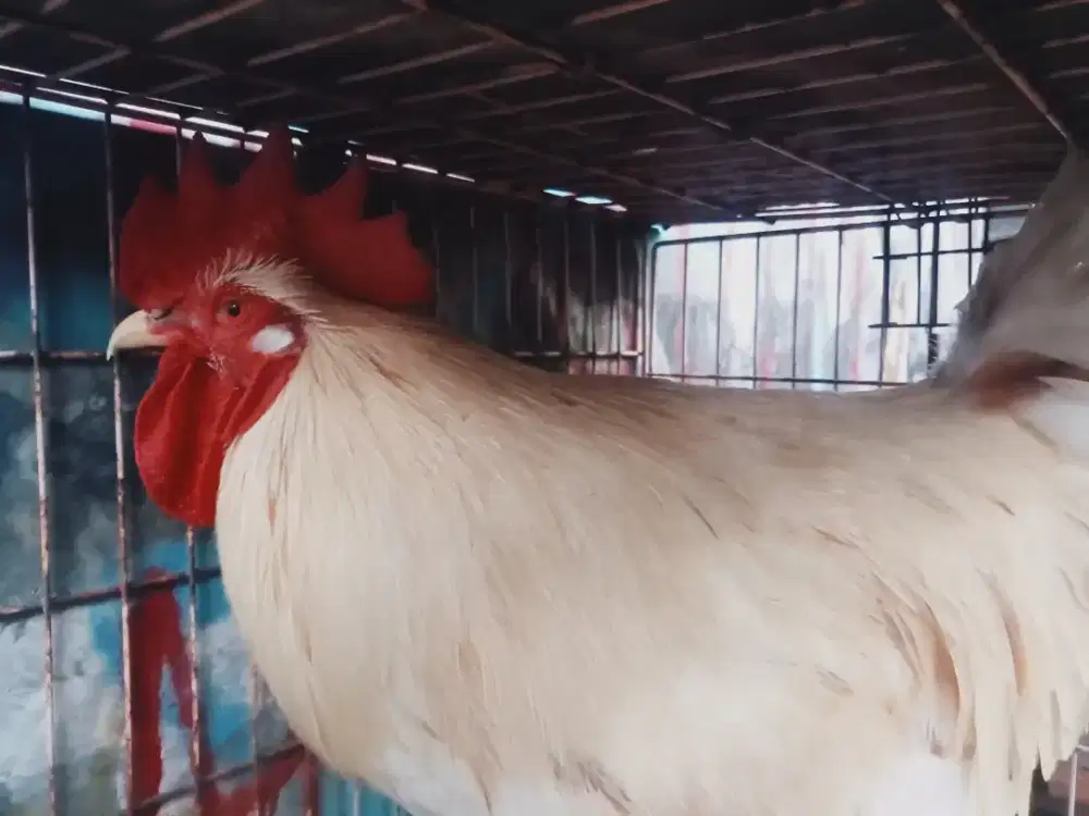 ayam broiler pejantan