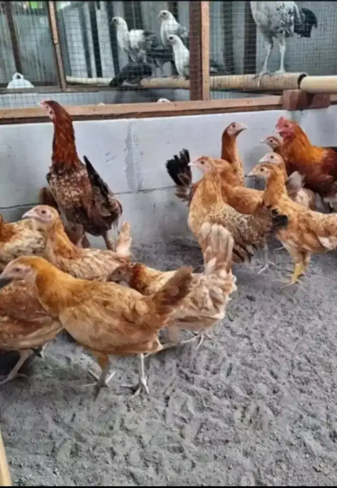 AYAM KAMPUNG PETELUR ELBA UMUR 2 BULAN
