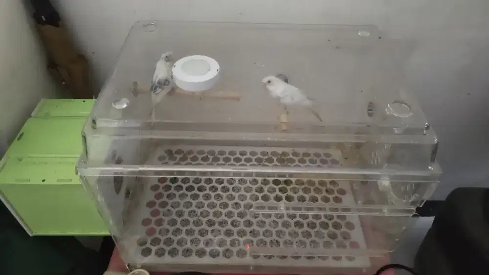 Dijual kandang akrilik + burung parkit 3 ekor