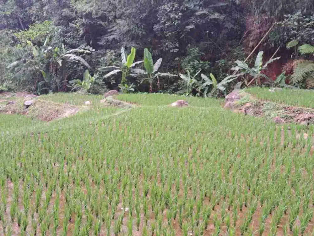 Sawah Dekat Pintu Tol 500 m, Luas 2400 m, Darangdan, Purwakarta.