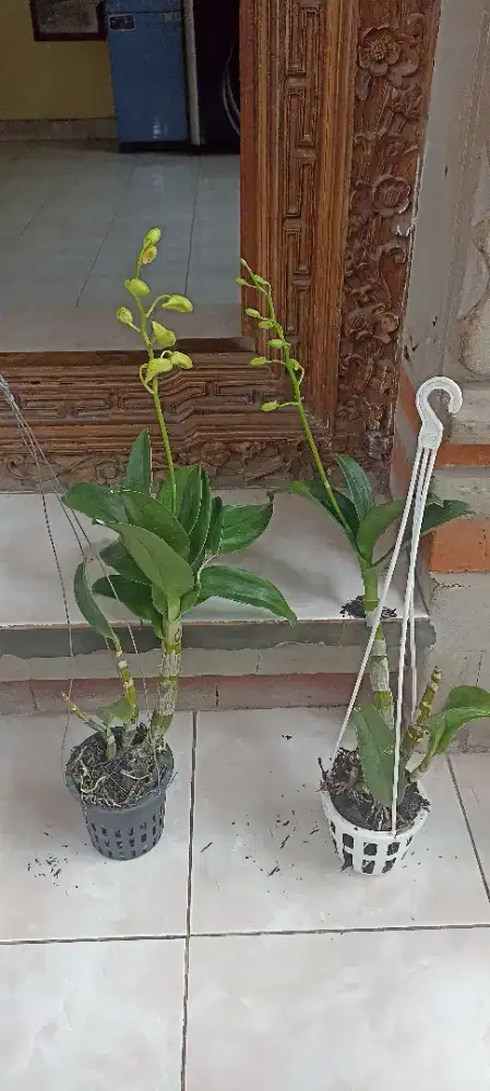 Anggrek Dendrobium spik