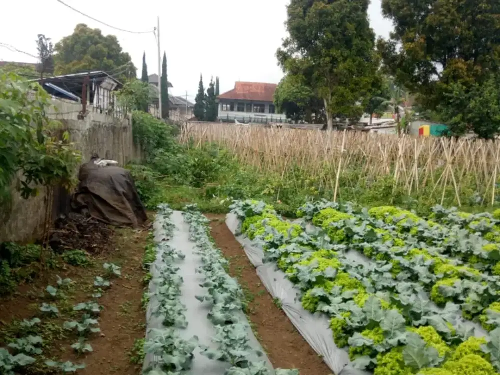 Termurah! Tanah di Jayagiri Lembang