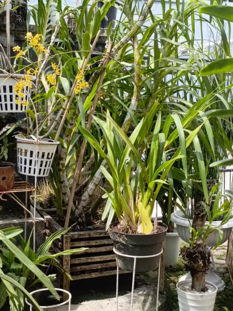 Anggrek spacelatum mekar