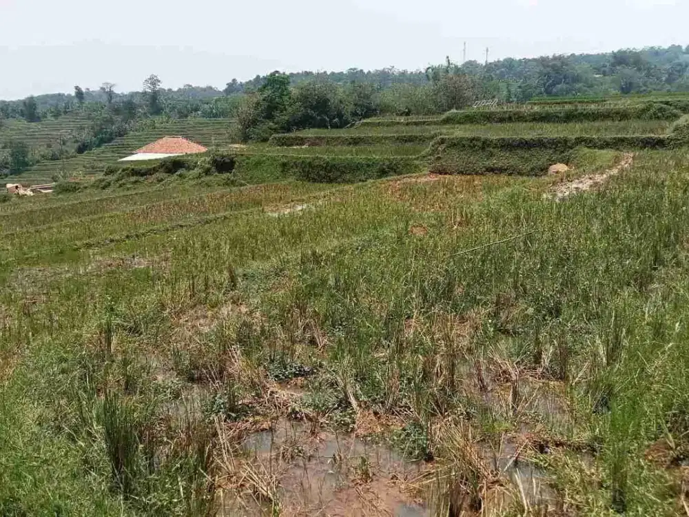 Sawah Produktif 4500 m, Dekat Pintu Tol Darangdan, Purwakarta.