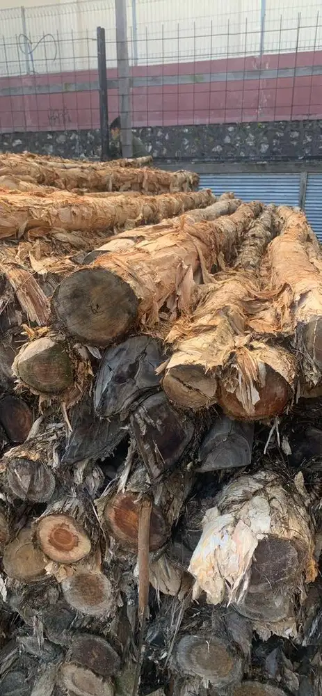 Galam pancang uk 10-12 cm