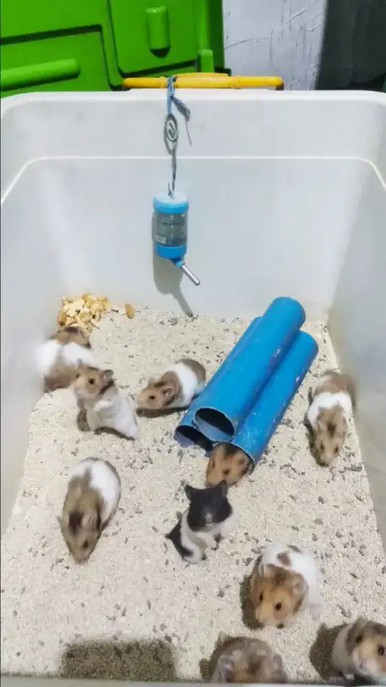 Anakam hamster murah sidoarjo kota