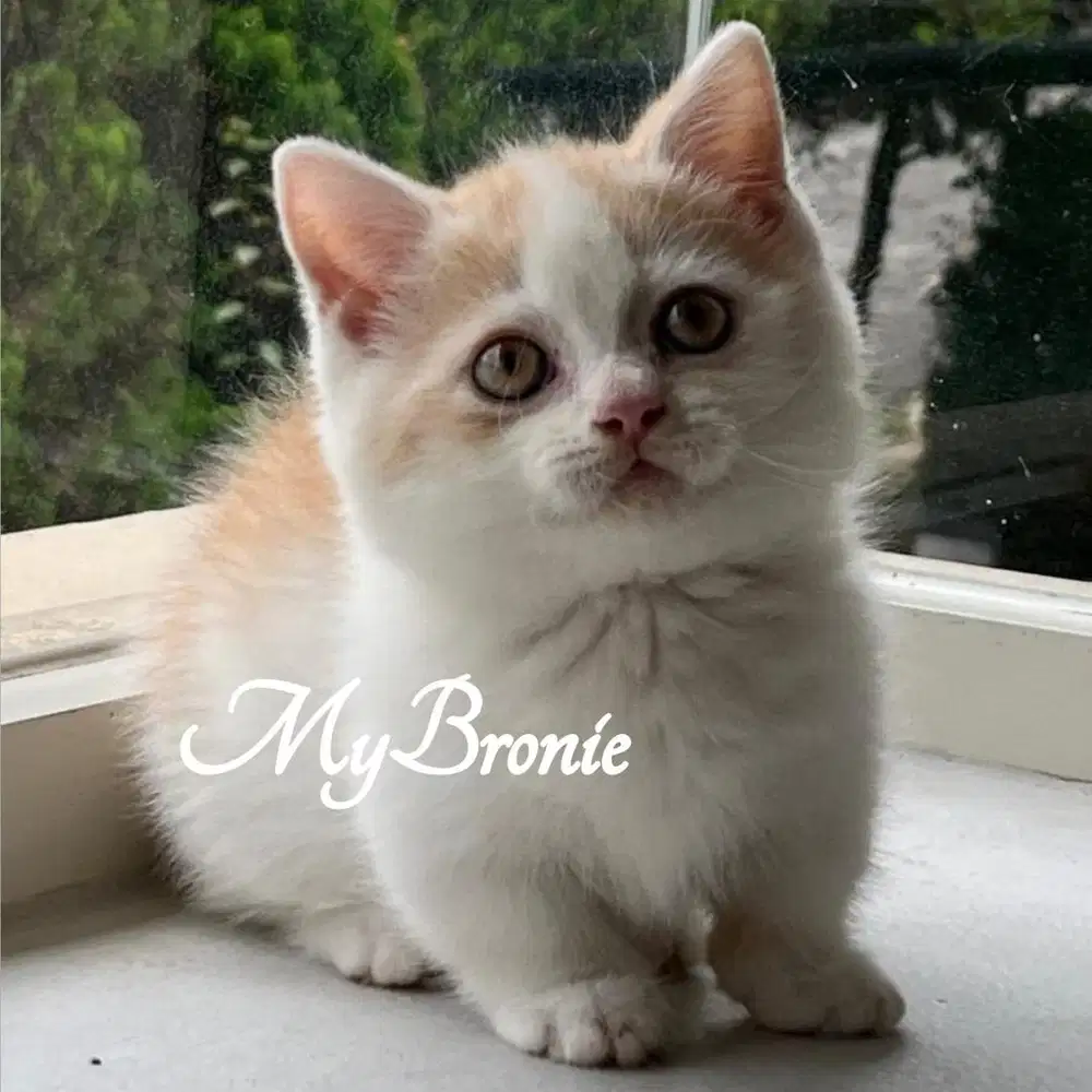 Kucing munchkin british 2,5 bulan