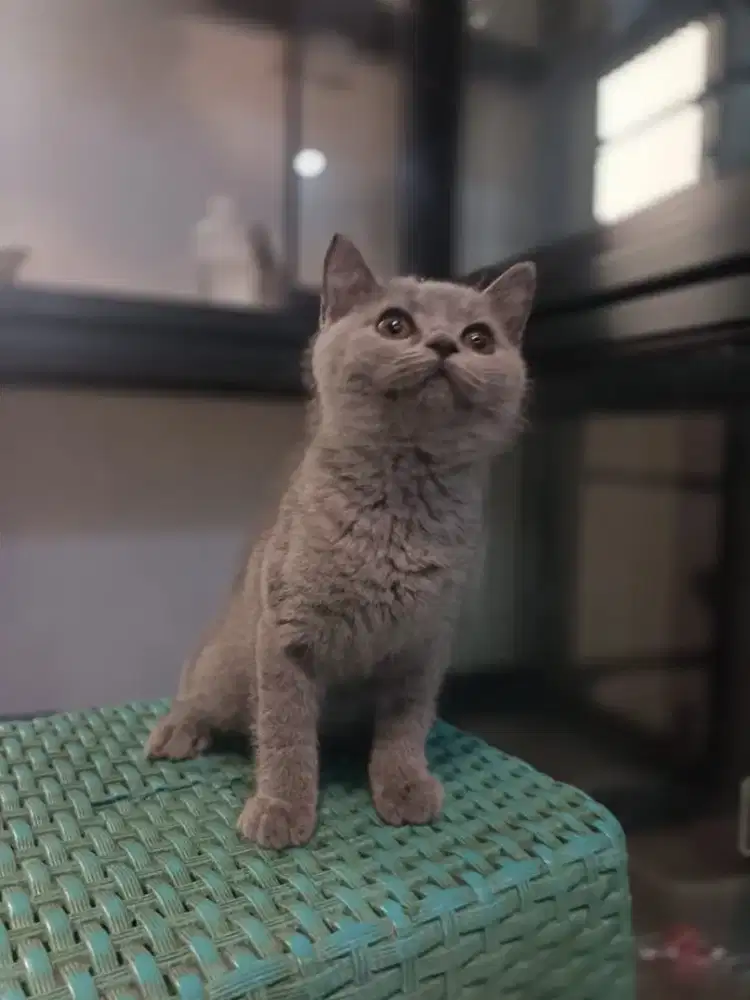 British Shorthair Blue Solid