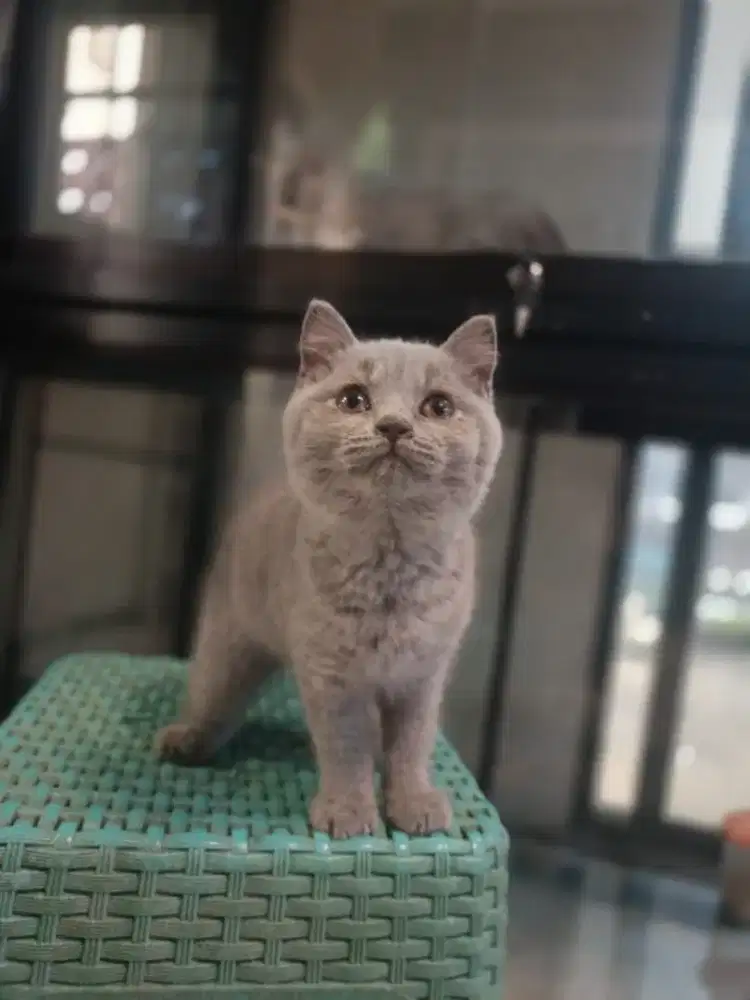 British Shorthair Blue Solid