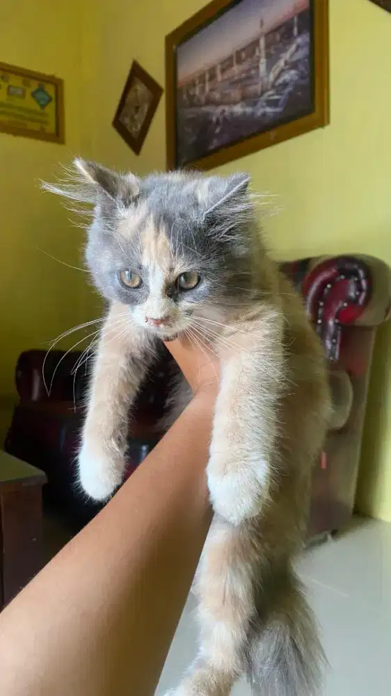 Lepas adop kitten persia