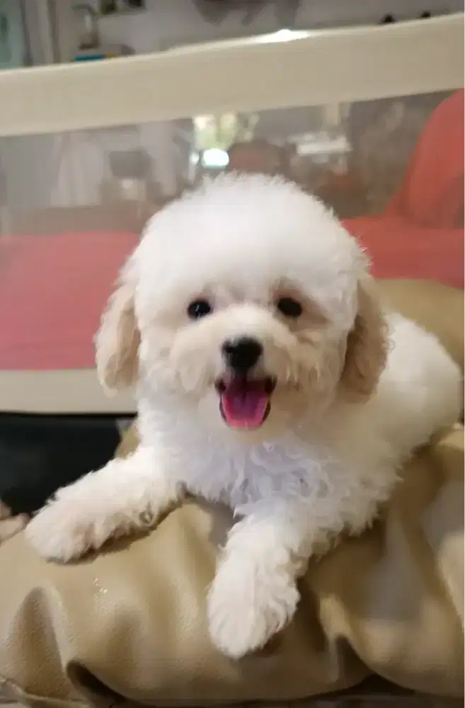 Anakan Toy Poodle Betina Istimewa