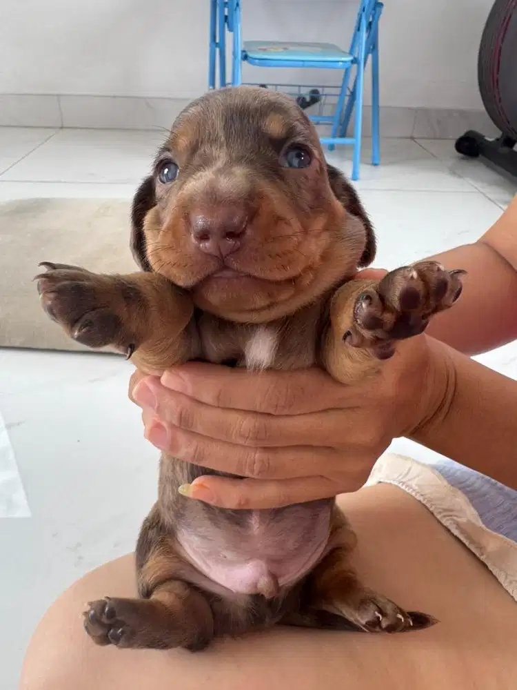 Open Adopt Pure Dapple Tekel