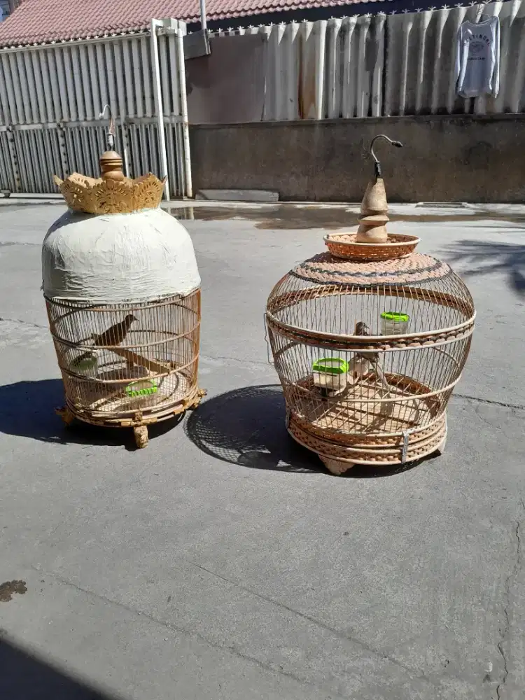 DiJual perkutut 2.+sangkar.harian bunyi