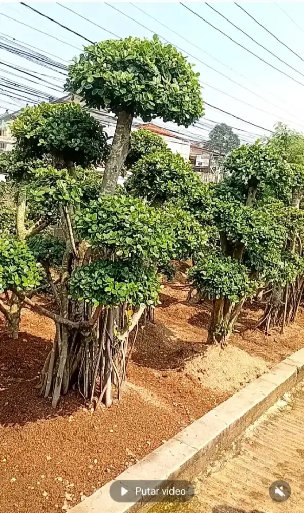 bonsay ringin dan tanaman hias lain nya