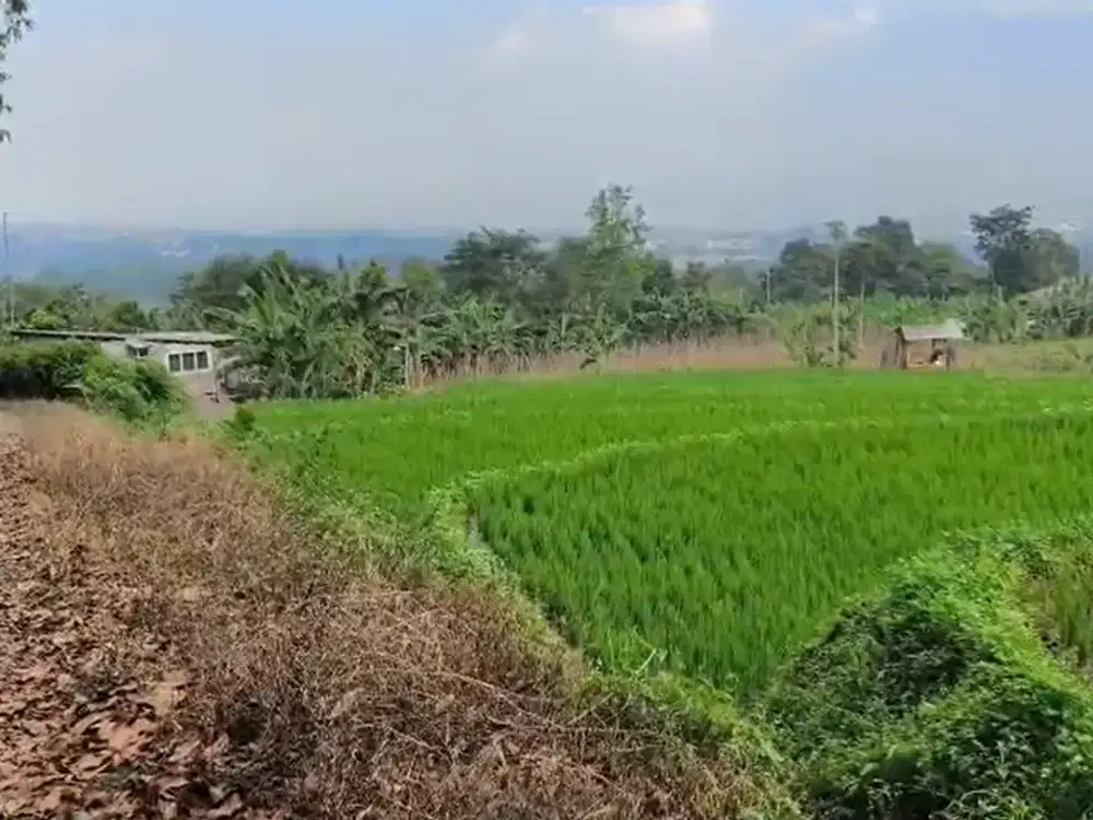 DIJUAL TANAH SAWAH & KEBUN DI PANCAWATI CARINGIN BOGOR