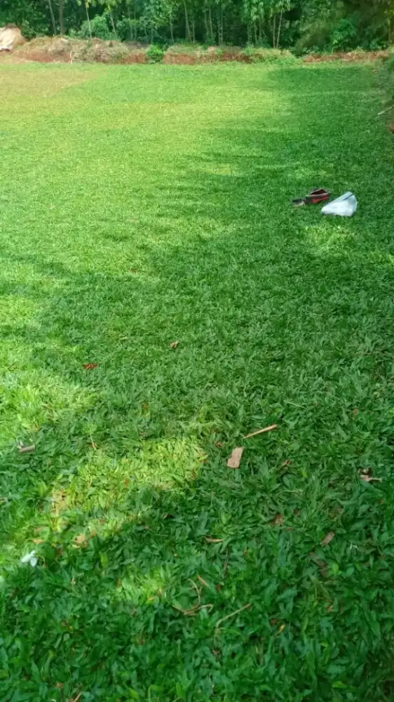 GAJAH PAITAN/GAJAH LAPANG