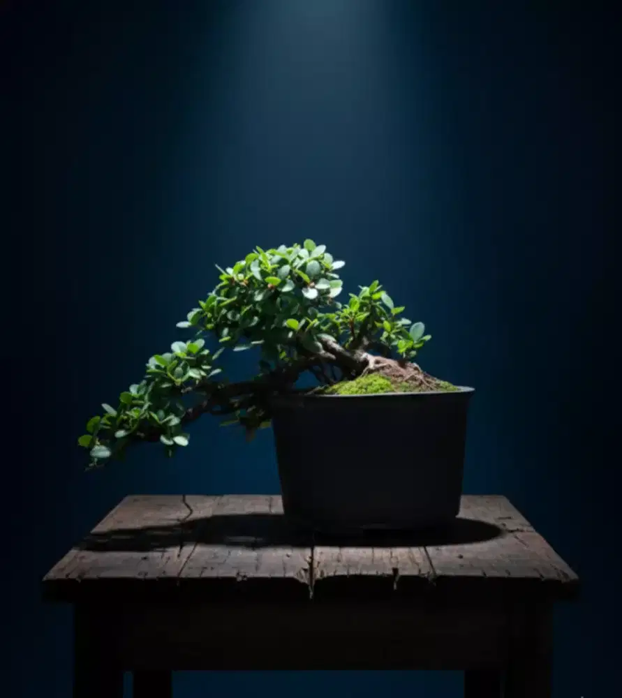 Bonsai ficus dolar cascade