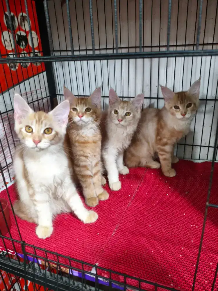 Kitten Maincone Betina Pure jumbo