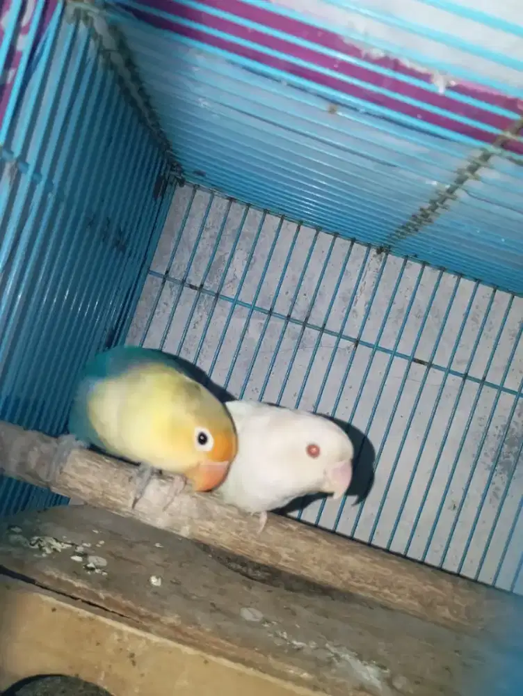 Lovebird INDUKAN - PB VIOLET X PF BLUE
