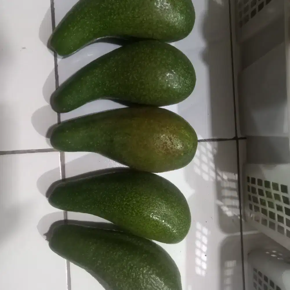 Alpukat Mentega Aligator