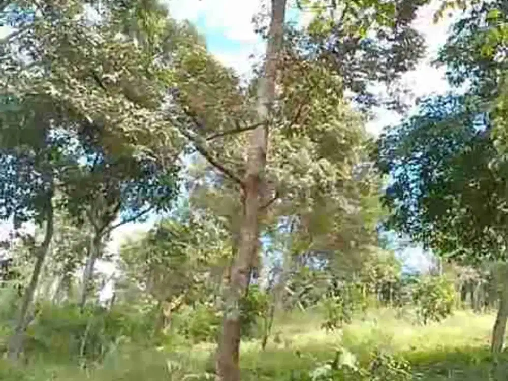 jual tanah murah LT 1ha, akses masuk mbl