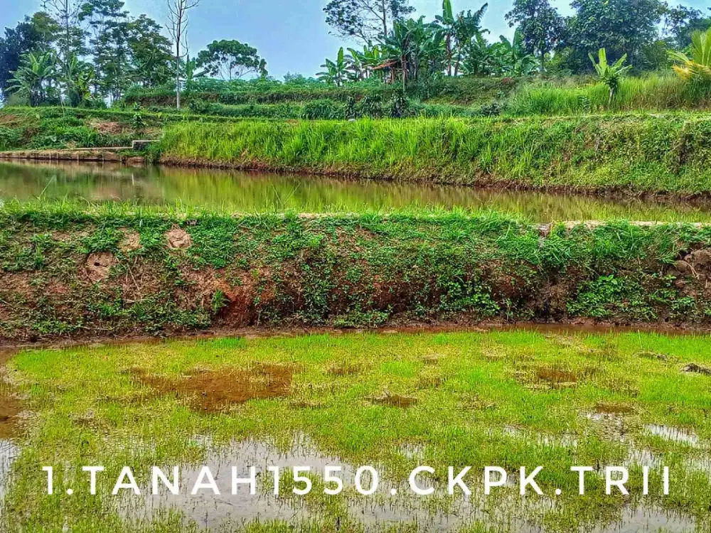 Dijual tanah sawah terasering luas subur pinggir jalan strategis lingkungan masih asri hijau