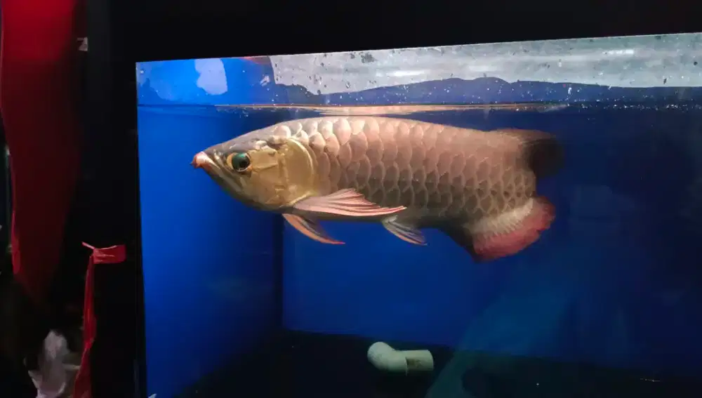 Arwana super red 55cm minus comtank arowana sr 54cm