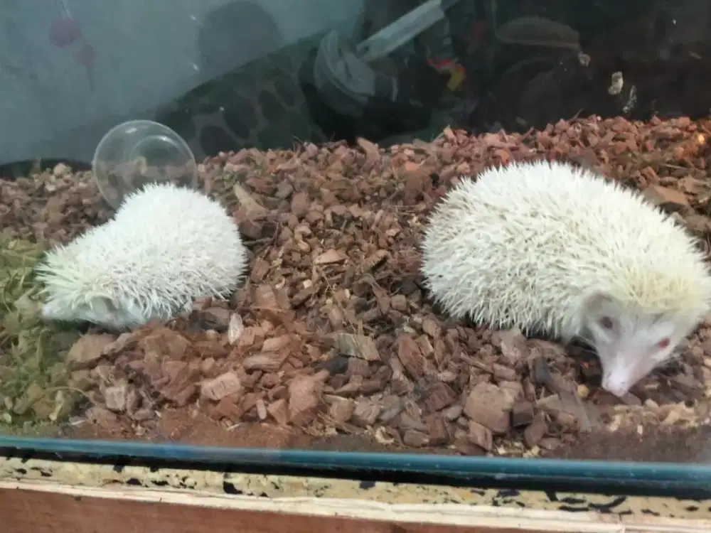 Landak mini albino