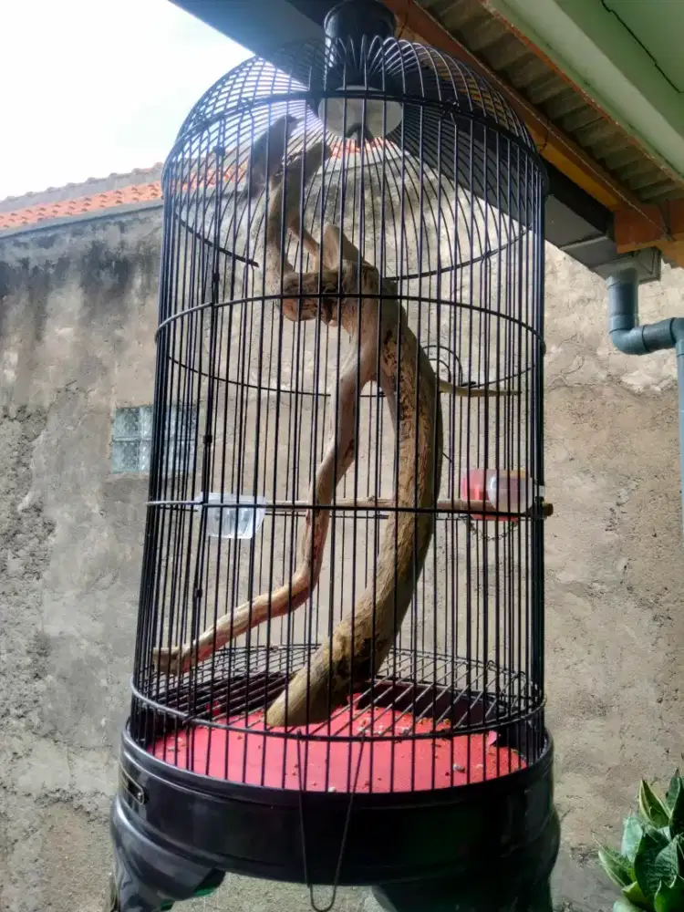 Burung rambatan Doraemon gacor murai love bird kenari haur pleci