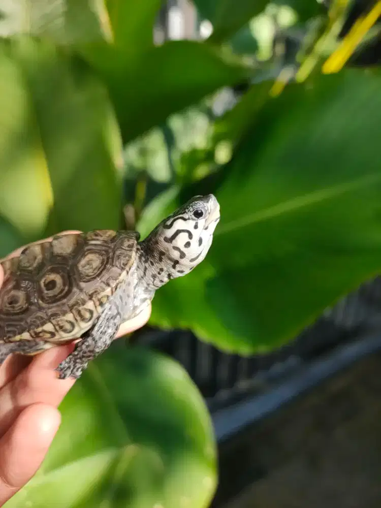 kura air DBT Concentric 7cm cerah