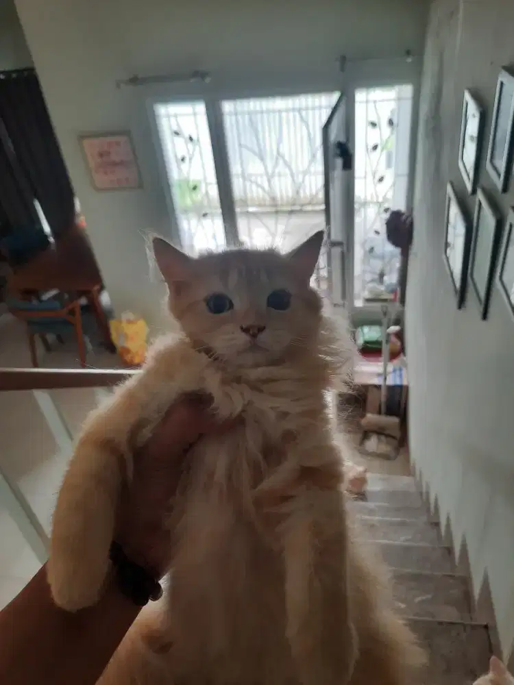 Kitten Persia usia 4 bulan