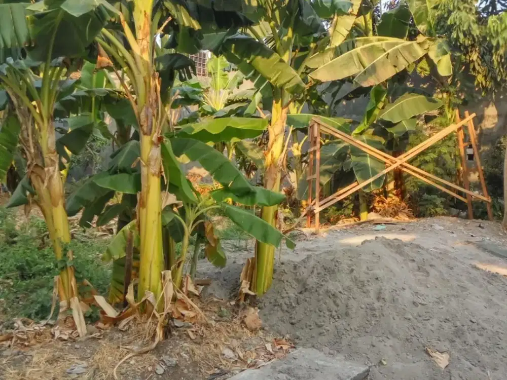 di jual tanah daerah suci, manyar Gresik