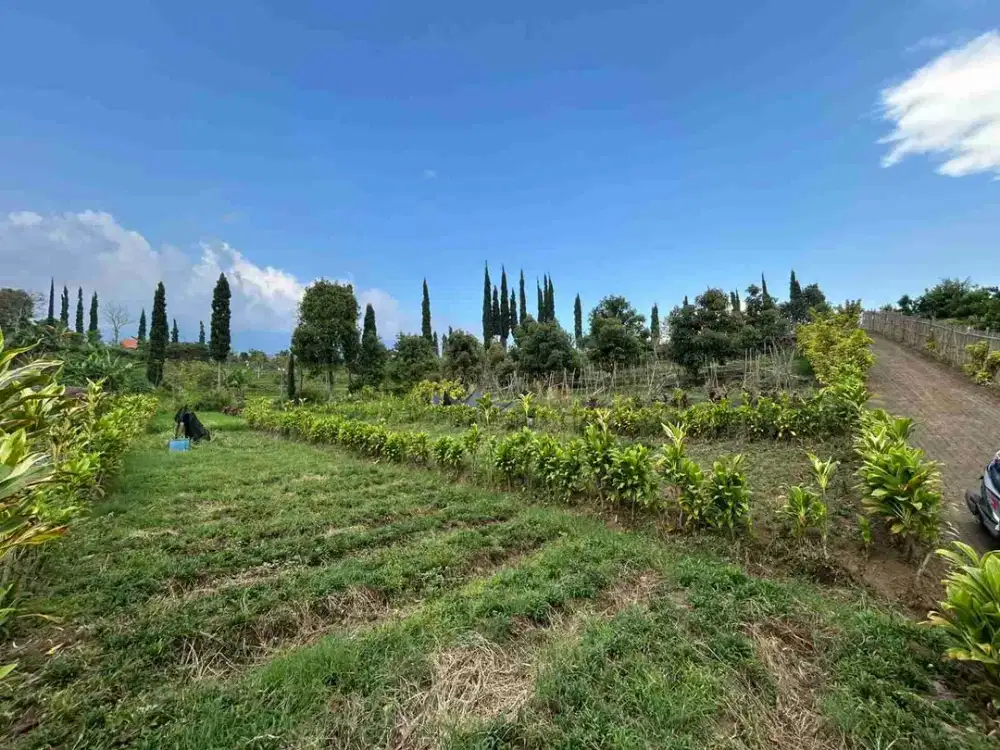 tanah bagus buat villa di bawah kopi sontoloyo bumiaji batu