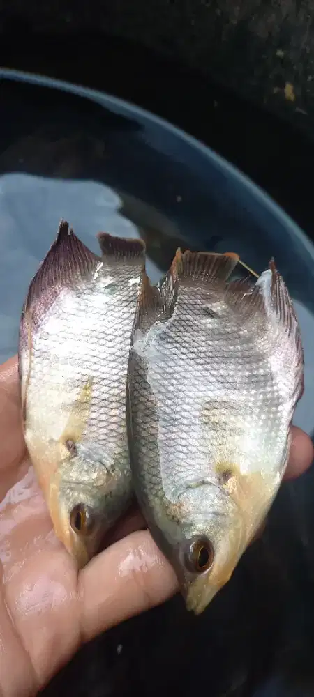 BIBIT GURAME SOANG  3 Jari