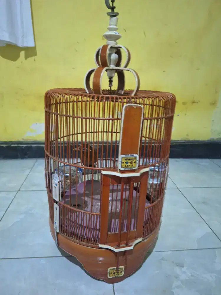 Wambi lokalan ring muda