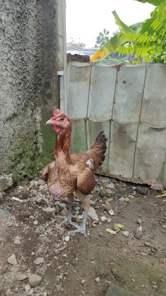 BIANG PELUNG USIA 6 BULAN 1xPRO