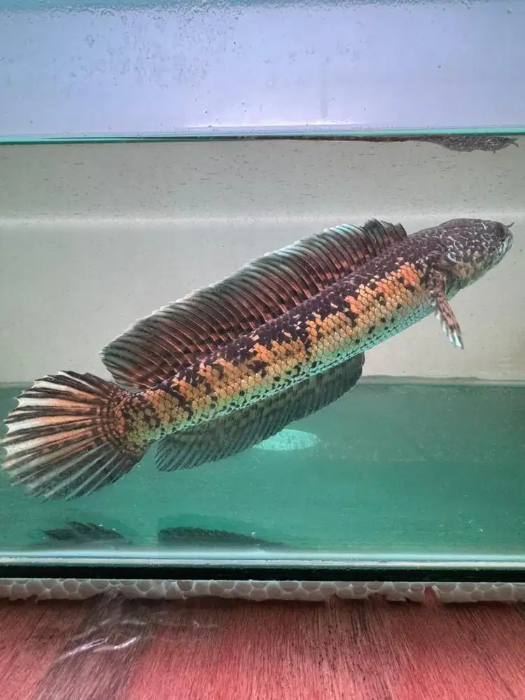 Ikan Channa Auranti CB Pulosari Size 22-23cm Single Tank